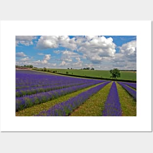 Lavender Field Purple Flowers Cotswolds England Posters and Art